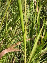 Attēlu rezultāti vaicājumam “Glyceria striata fruit”