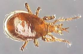 Attēlu rezultāti vaicājumam “Mesostigmata”