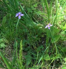Attēlu rezultāti vaicājumam “Sisyrinchium montanum fruit”
