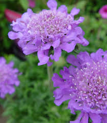 Image result for scabiosa caucasica