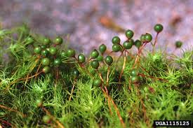 Attēlu rezultāti vaicājumam “Bartramia pomiformis”