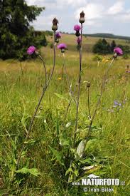 Attēlu rezultāti vaicājumam “Cirsium heterophyllum”