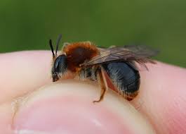 Attēlu rezultāti vaicājumam “Andrena haemorrhoa”