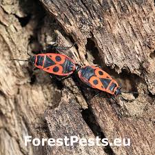 Attēlu rezultāti vaicājumam “Pyrrhocoris apterus”