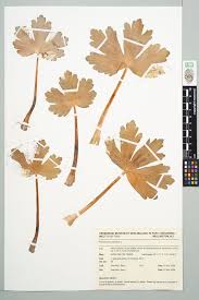 Attēlu rezultāti vaicājumam “Ranunculus sceleratus leaf”