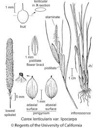 Attēlu rezultāti vaicājumam “Carex lasiocarpa fruit”