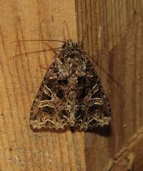 Attēlu rezultāti vaicājumam “Hadena rivularis”