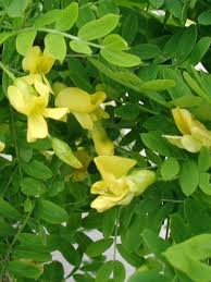 Attēlu rezultāti vaicājumam “Caragana arborescens flower”