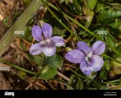 Attēlu rezultāti vaicājumam “Viola canina flower”