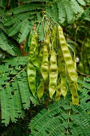 Attēlu rezultāti vaicājumam “Gleditsia triacanthos leaf”