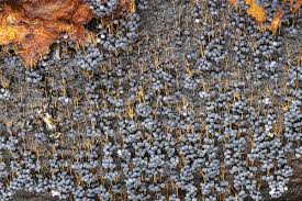 Attēlu rezultāti vaicājumam “Badhamia utricularis young”