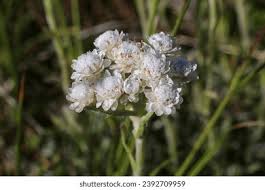 Attēlu rezultāti vaicājumam “Antennaria dioica leaf”
