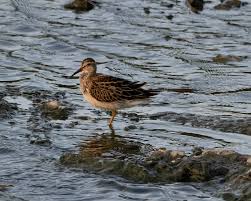 Image result for Calidris melanotos