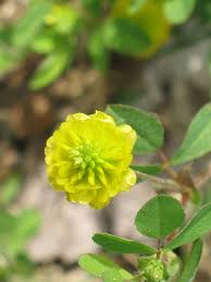 Attēlu rezultāti vaicājumam “Trifolium aureum fruit”