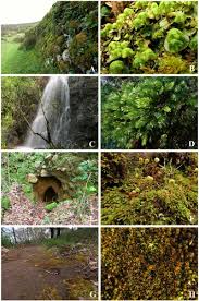 Attēlu rezultāti vaicājumam “Rhabdoweisia fugax sporophyte”
