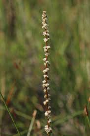 Attēlu rezultāti vaicājumam “Juncaginaceae”