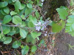 Attēlu rezultāti vaicājumam “Veronica officinalis leaf”