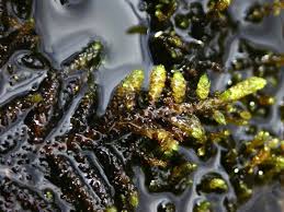 Attēlu rezultāti vaicājumam “Scorpidium scorpioides”