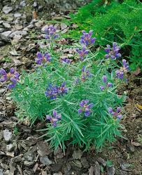 Attēlu rezultāti vaicājumam “Dracocephalum ruyschiana”