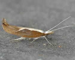 Attēlu rezultāti vaicājumam “Ypsolopha dentella”