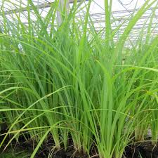 Attēlu rezultāti vaicājumam “Carex acuta leaf”