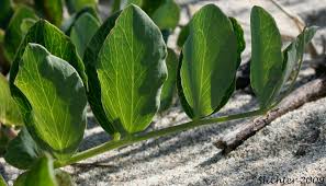 Attēlu rezultāti vaicājumam “Lathyrus japonicus subsp. maritimus fruit”