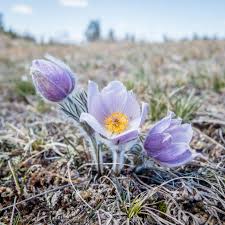 Attēlu rezultāti vaicājumam “Crocus”