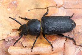 Attēlu rezultāti vaicājumam “Spondylis buprestoides”