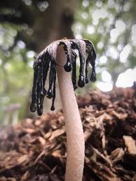 Attēlu rezultāti vaicājumam “Coprinus lagopus”