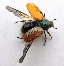 Attēlu rezultāti vaicājumam “Phyllopertha horticola imago”