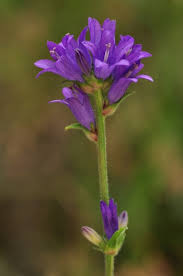 Image result for Campanula lingulata