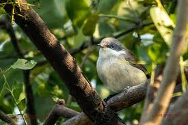 Attēlu rezultāti vaicājumam “Sylvia curruca”