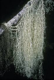 Attēlu rezultāti vaicājumam “Ramalina thrausta”