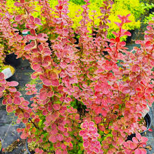 Attēlu rezultāti vaicājumam “Berberis”