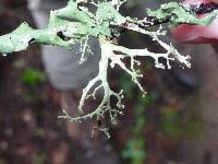 Attēlu rezultāti vaicājumam “Ramalina pollinaria”