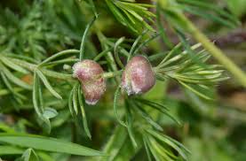 Attēlu rezultāti vaicājumam “Geocrypta galii”