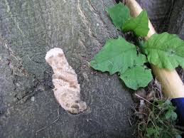 Attēlu rezultāti vaicājumam “Daedalea quercina”