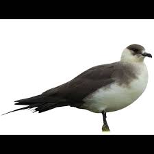 Attēlu rezultāti vaicājumam “Stercorarius parasiticus”