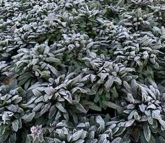 Image result for Ajuga reptans