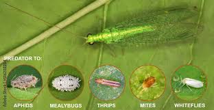 Attēlu rezultāti vaicājumam “Chrysopidae”