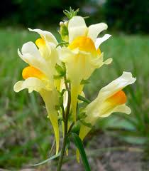 Attēlu rezultāti vaicājumam “Linaria loeselii”