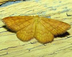 Attēlu rezultāti vaicājumam “Idaea serpentata”