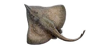 Image result for Rostroraja alba