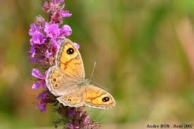 Attēlu rezultāti vaicājumam “Lasiommata maera”