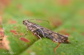 Attēlu rezultāti vaicājumam “Semioscopis avellanella imago”