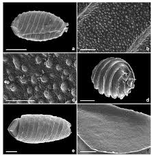Attēlu rezultāti vaicājumam “Chara polyacantha”