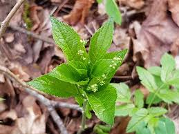 Attēlu rezultāti vaicājumam “Mercurialis perennis bud”