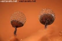 Attēlu rezultāti vaicājumam “Cribraria piriformis”