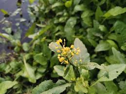 Attēlu rezultāti vaicājumam “Rorippa amphibia leaf”