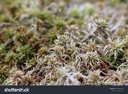 Attēlu rezultāti vaicājumam “Sphagnum angustifolium”